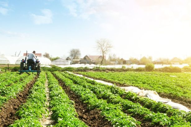 Carlos Eduardo Moraes Nunes