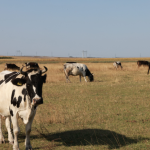 Entenda com João Eustáquio De Almeida Junior as diferenças entre pecuária extensiva e intensiva e como cada modelo impacta a produção rural.