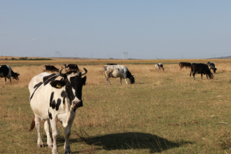 Entenda com João Eustáquio De Almeida Junior as diferenças entre pecuária extensiva e intensiva e como cada modelo impacta a produção rural.
