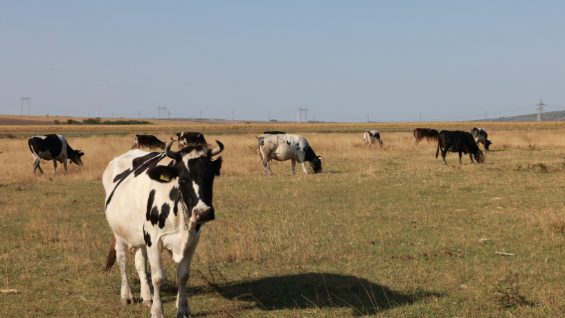 Entenda com João Eustáquio De Almeida Junior as diferenças entre pecuária extensiva e intensiva e como cada modelo impacta a produção rural.