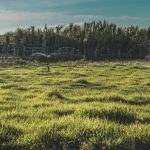 Lavoura verde no campo com aspersores de irrigação sob céu azul.