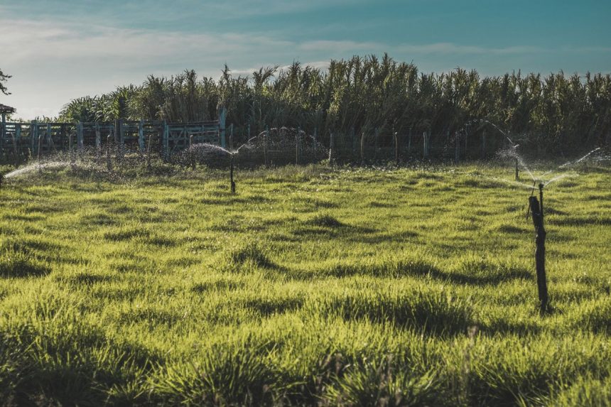 Lavoura verde no campo com aspersores de irrigação sob céu azul.