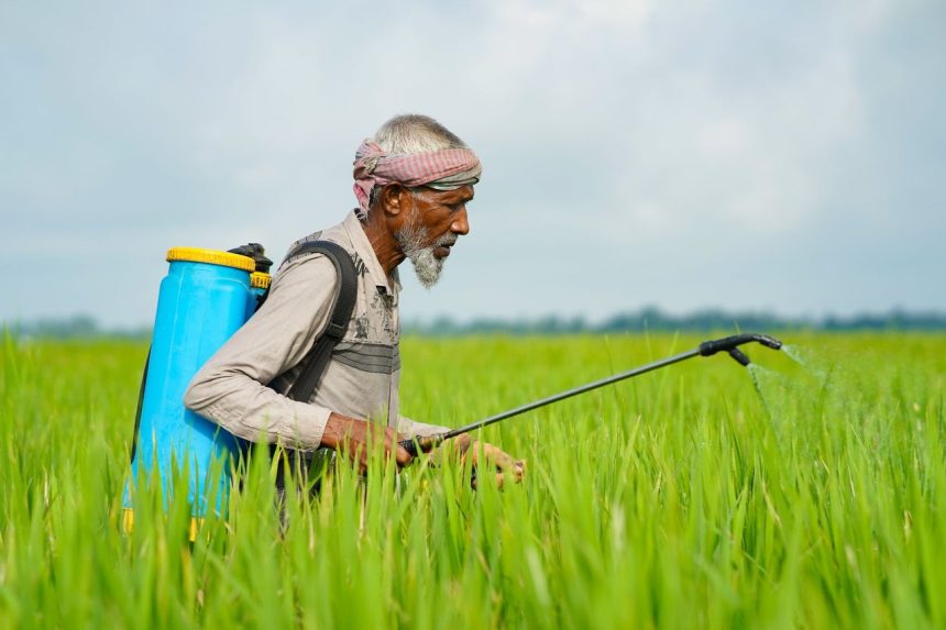 Agricultor com pulverizador costal aplica pesticida em uma plantação verde.